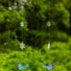 Set of 6 Hanging Acrylic Blue Jay Ornaments with Snowflake Details in 2 Assorted Colors